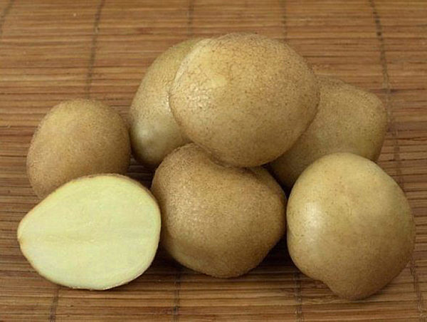 Клубни Голубизны