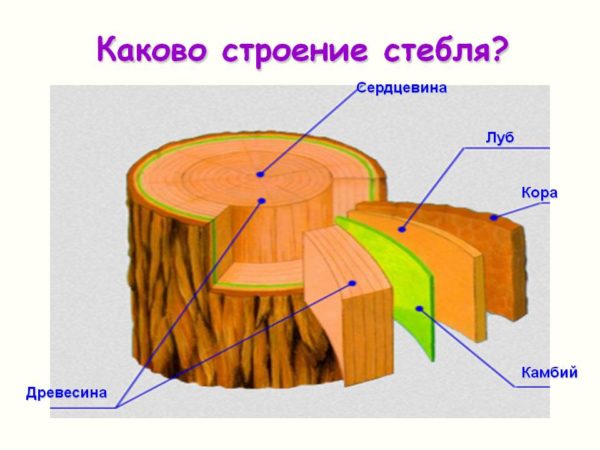 Схема строения стебля