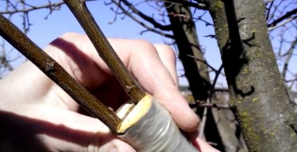 Оборачивание места прививки лентой