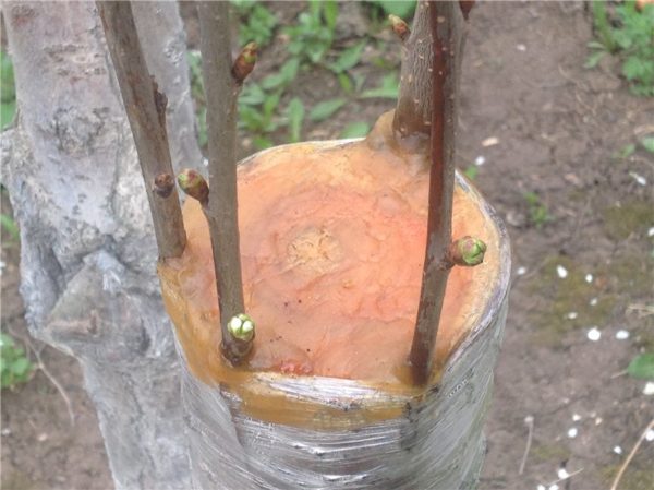 Покрытие срезов садовым варом