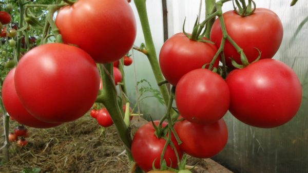 Томаты Сахарный бизон народной селекции