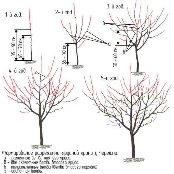 Разреженно-ярусная формировка кроны