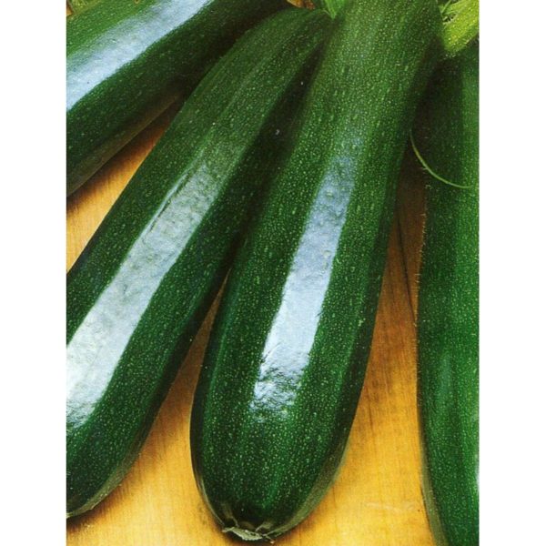 цукини Чёрный красавец