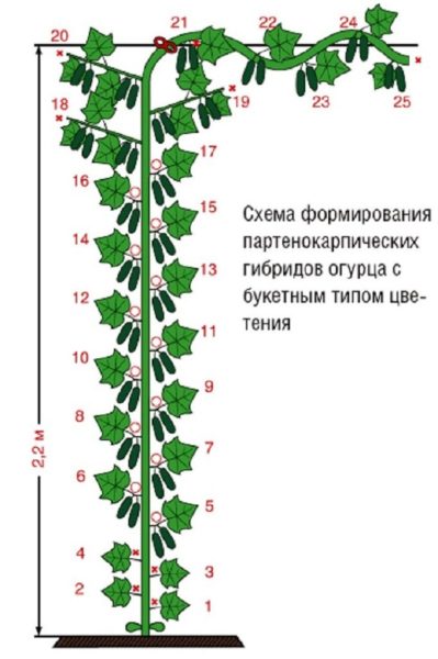 Формирование партенокарпика