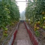 Кусты томата Президент