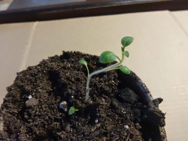 Всход картофеля из семян