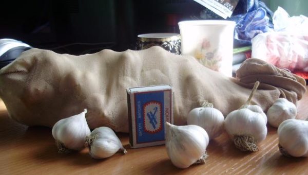 Хранение ярового чеснока