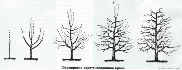 Схема веретенообразной формировки кроны