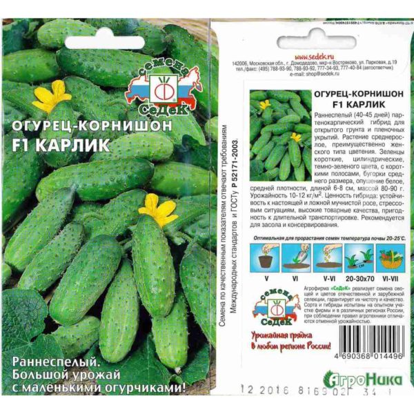 огурец сорта Карлик