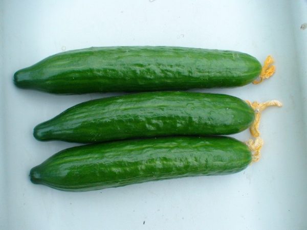 Огурцы Стелла