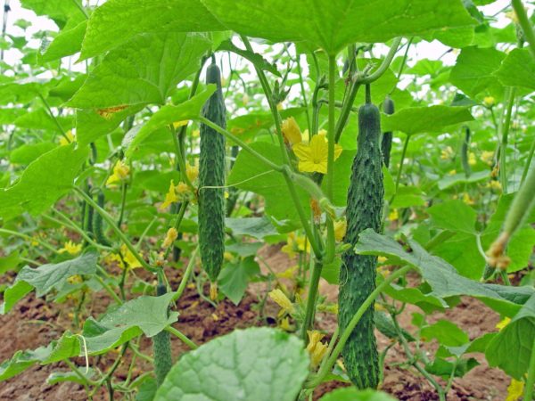 Огурцы Китайское чудо