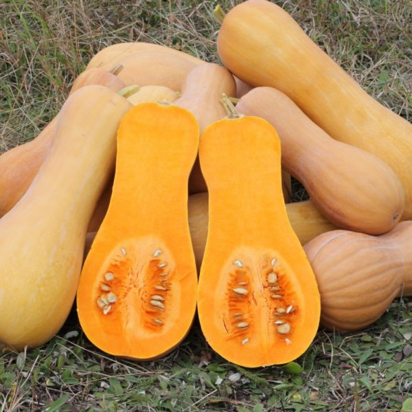 Плоды тыквы Прикубанская