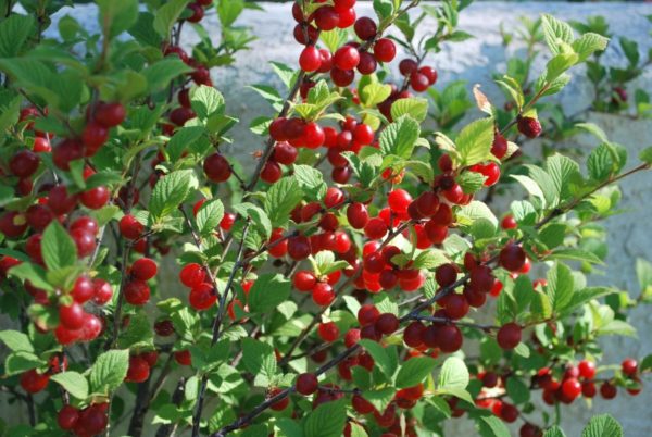 Войлочная вишня Царевна