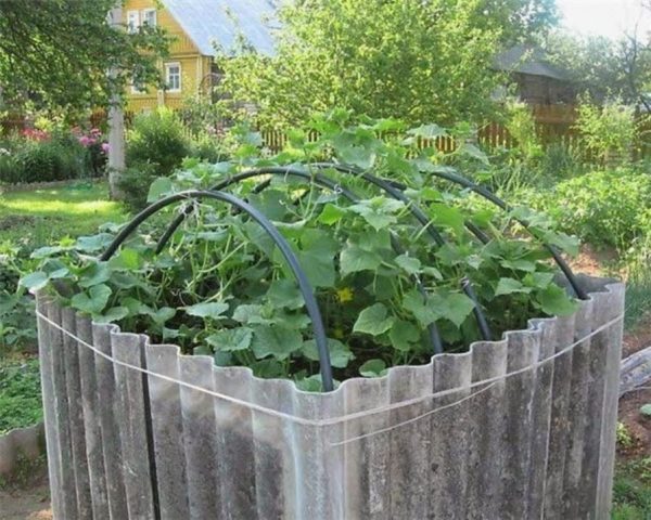 Огурцы в коробе