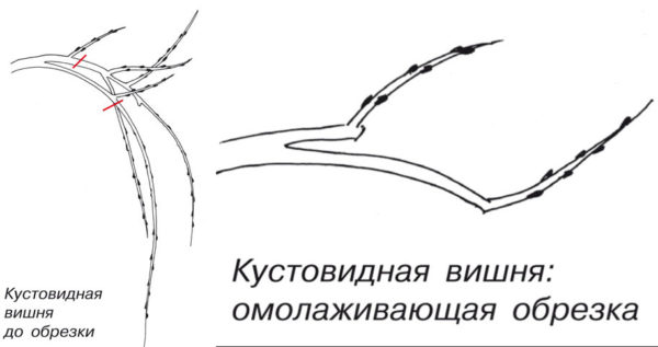 Схема омолаживающей обрезки кустовидной вишни