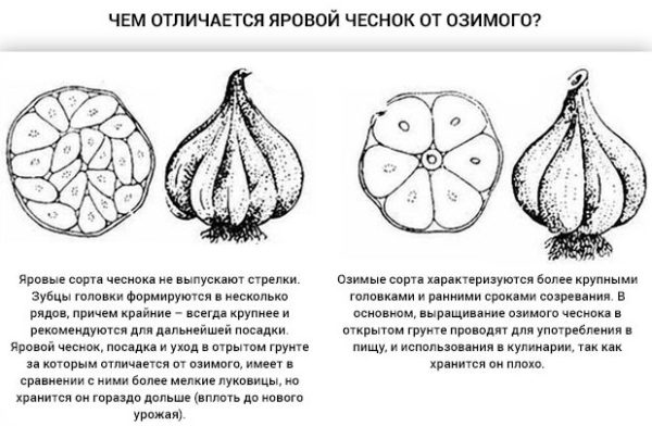 Рисунок ярового и озимого чеснока