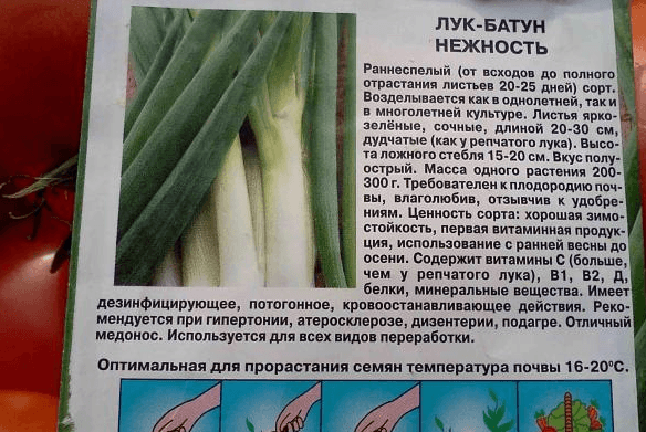 Семена лука-батуна Нежность