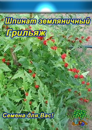 Семена шпината Грильяж