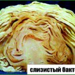 Слизистый бактериоз