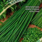 Сорт шнитт-лука Эльви