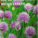 Сорт шнитт-лука Весна Севера