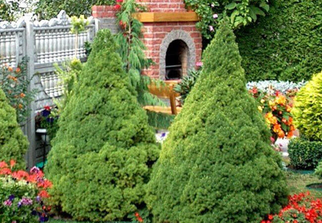 Пересадка канадской ели в открытый грунт