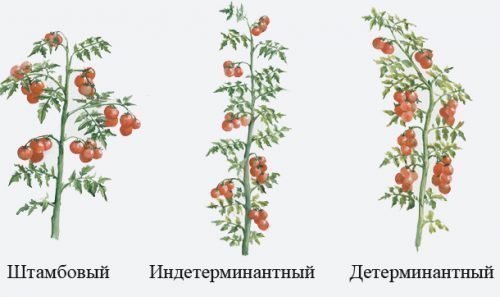 Типы томатных кустов