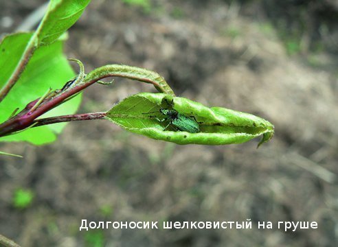 Вредитель долгоносик на груше