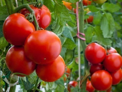 Урожай томатов в теплице