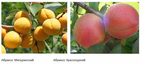 Опылители Хабаровского