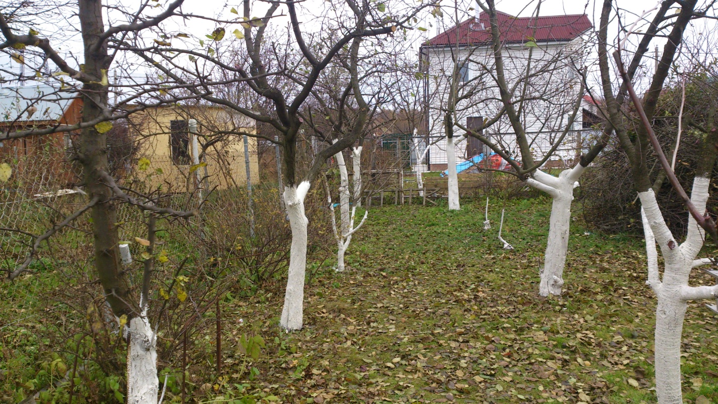 подкормка в августе