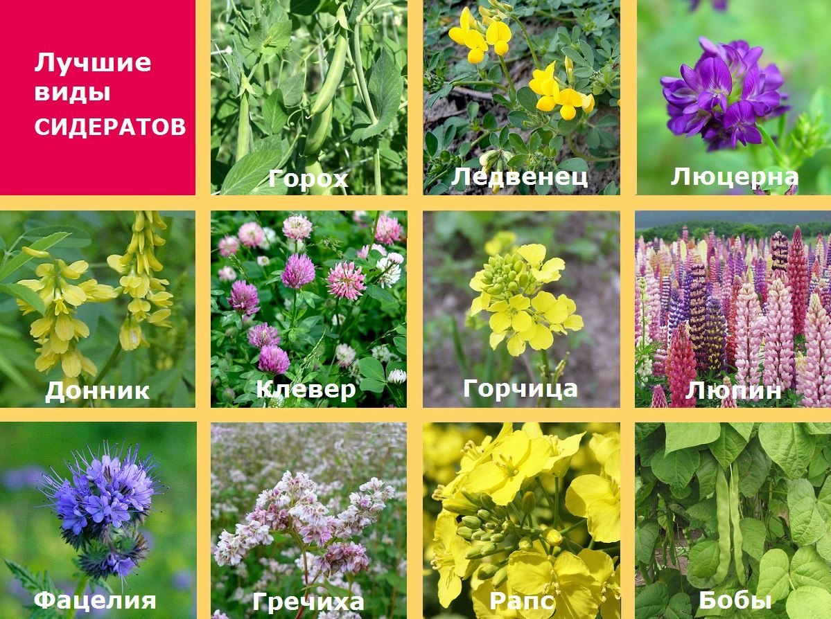 какие сидераты от фитофторы