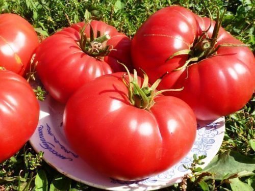 Томат Король ранних