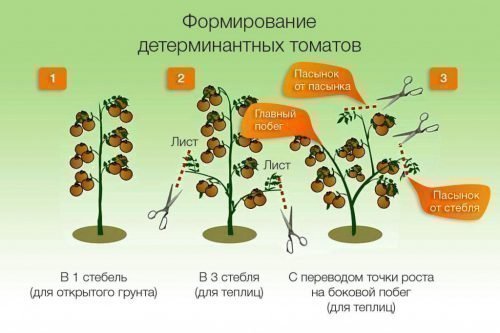 Формирование детерминантных томатов