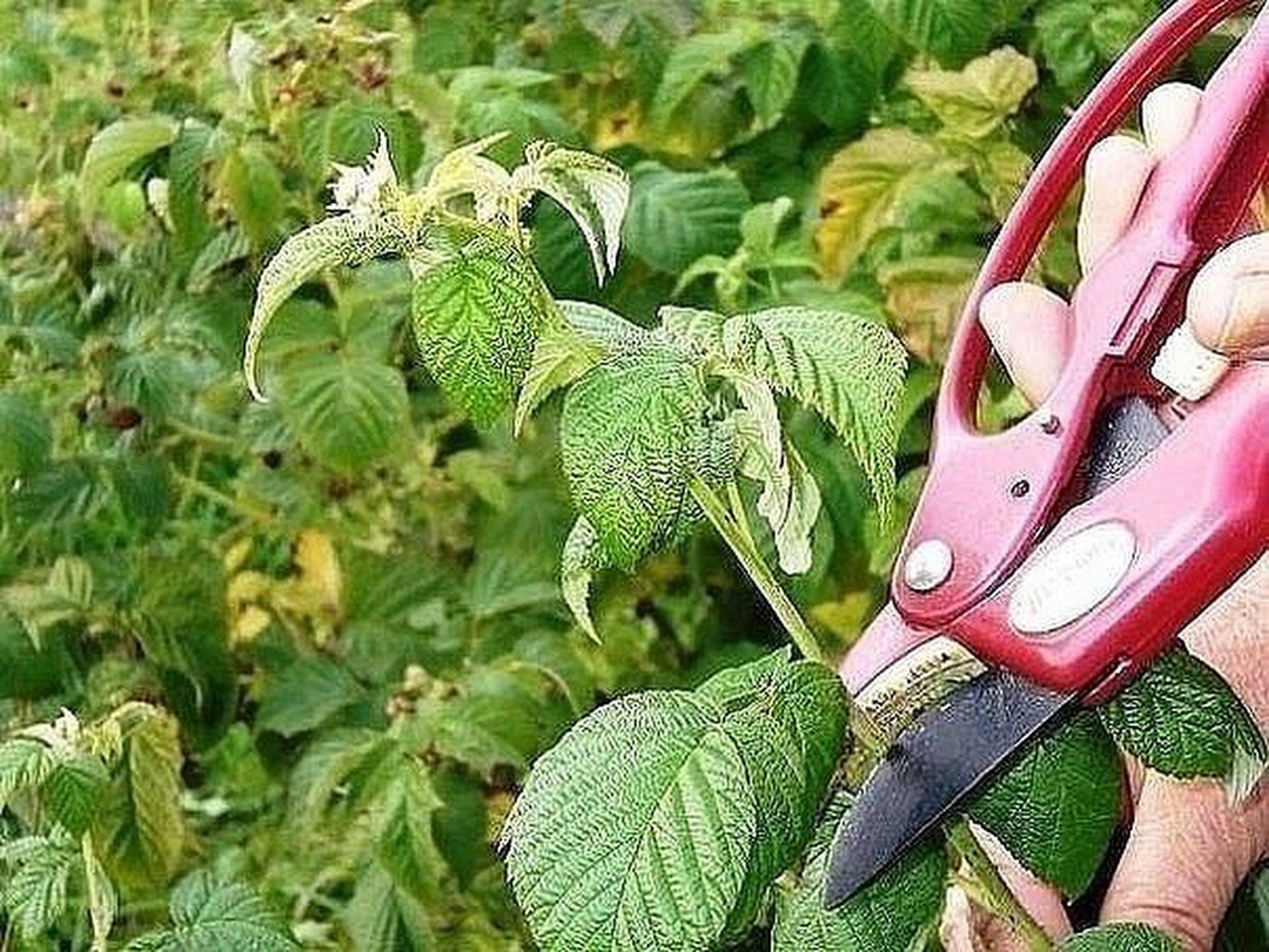 как удобрять малину