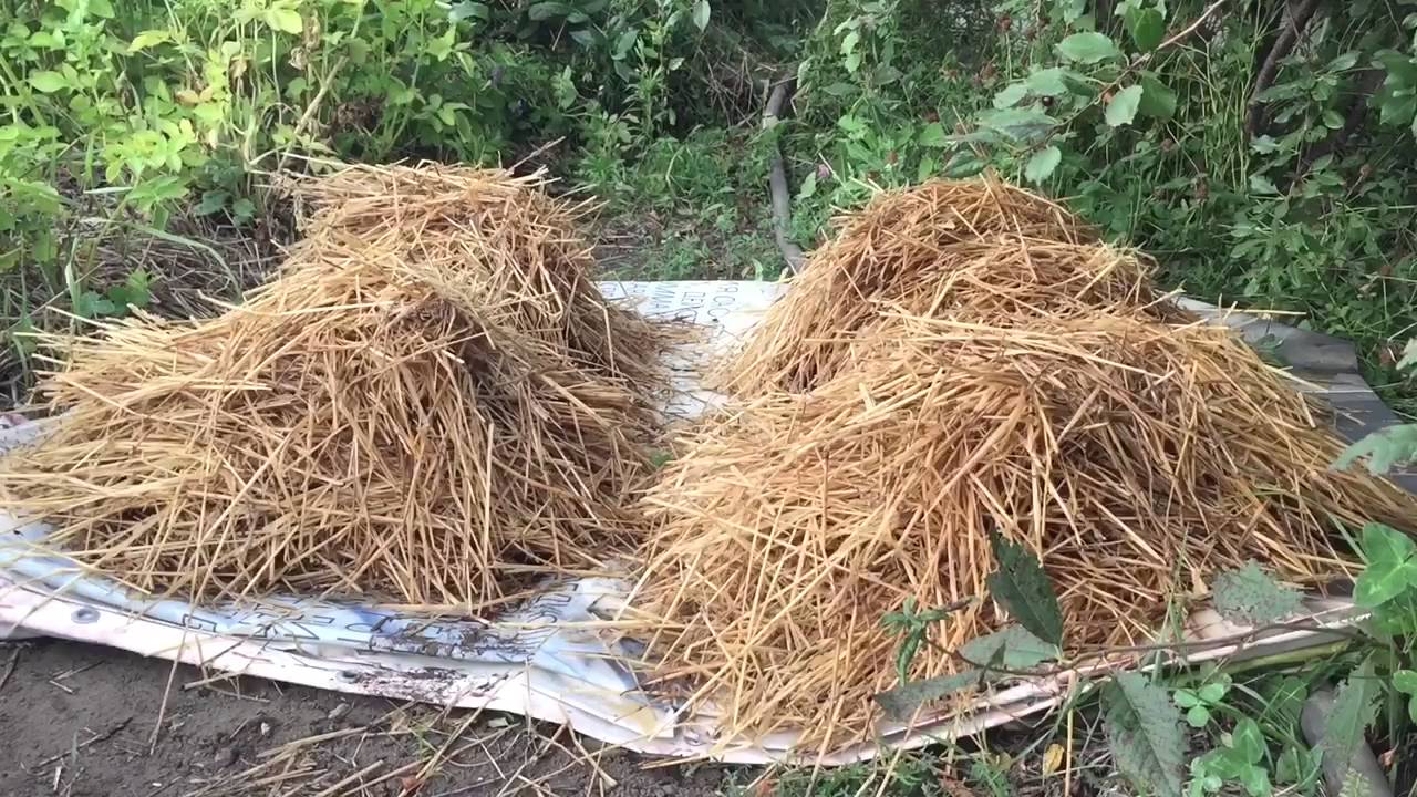 перегной или навоз как удобрение что лучше