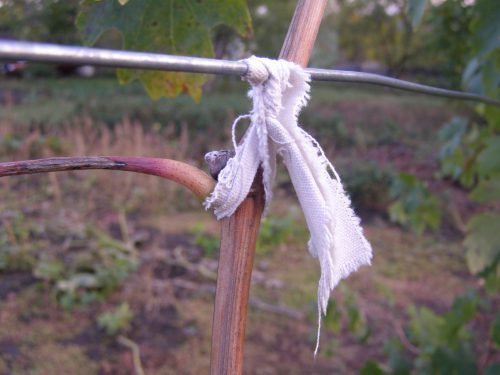 Подвязка кустов винограда