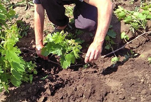 Прикапывание отводков