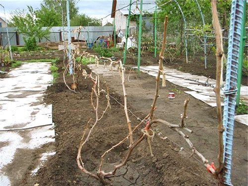 Обрезка кустов винограда