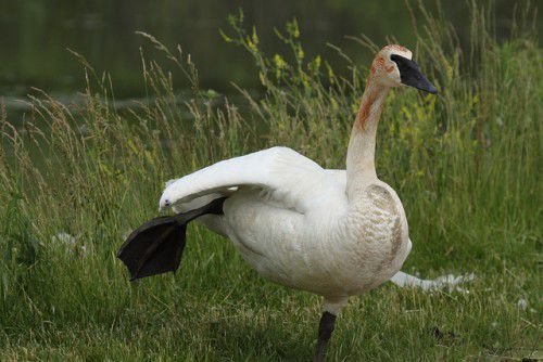 Американский лебедь