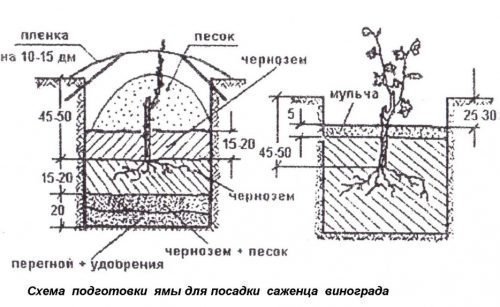 Посадка саженца винограда