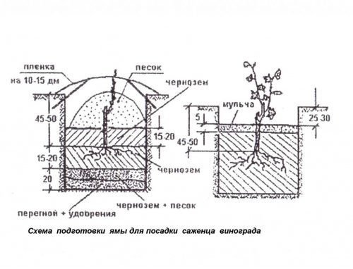 Правильная посадка осенью