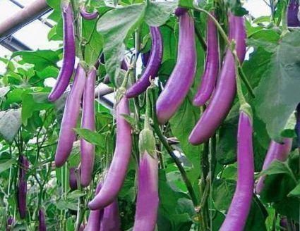 Баклажаны Розовый фламинго