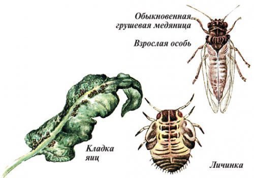 Медяница на груше