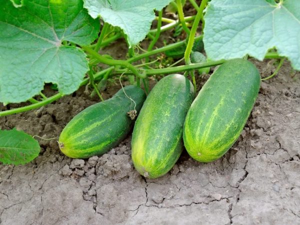 После моркови можно садить огурцы