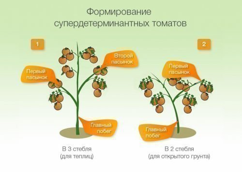 Формирование низких томатов