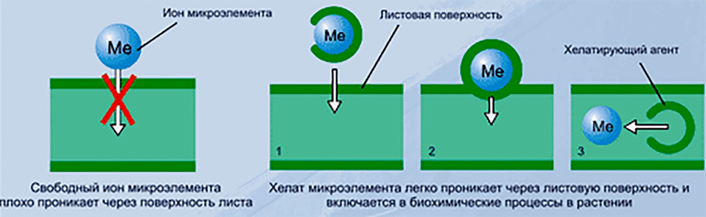 подкормка для драцены в домашних условиях