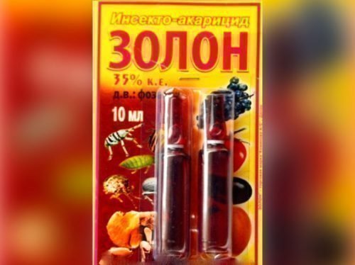 филлоксера винограда