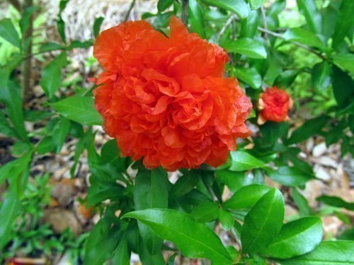 Flore Pleno
