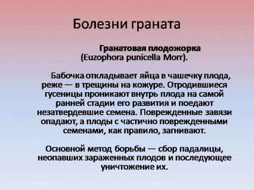 Плодожорка